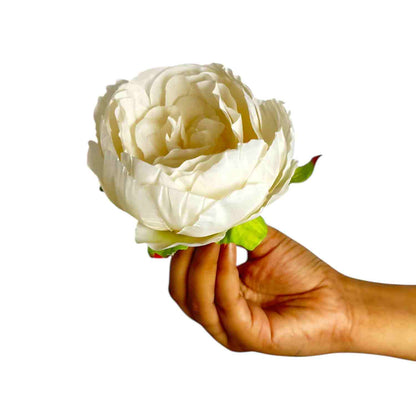 Off White Peony (Pack of 50)