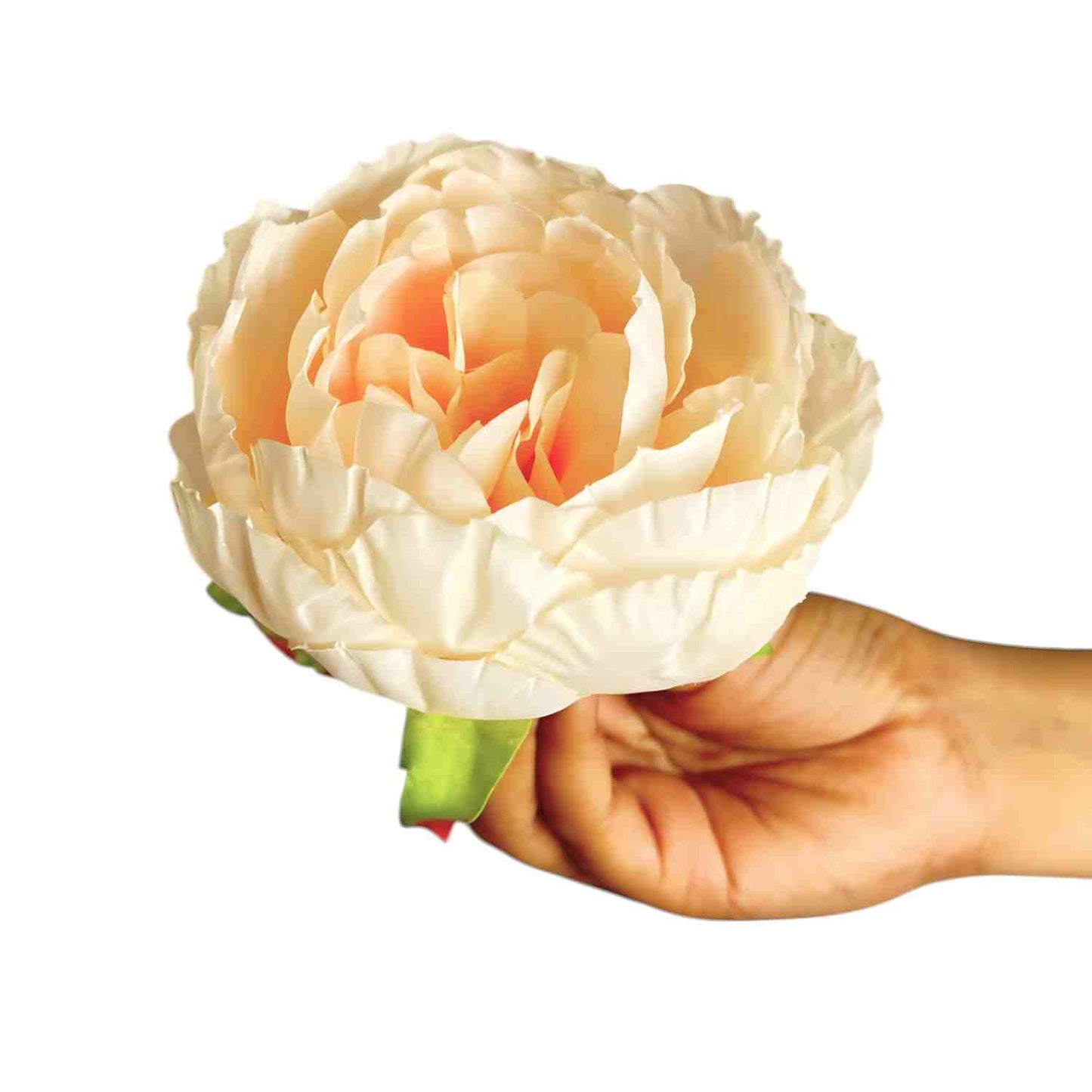 Peach Peony (Pack of 50)