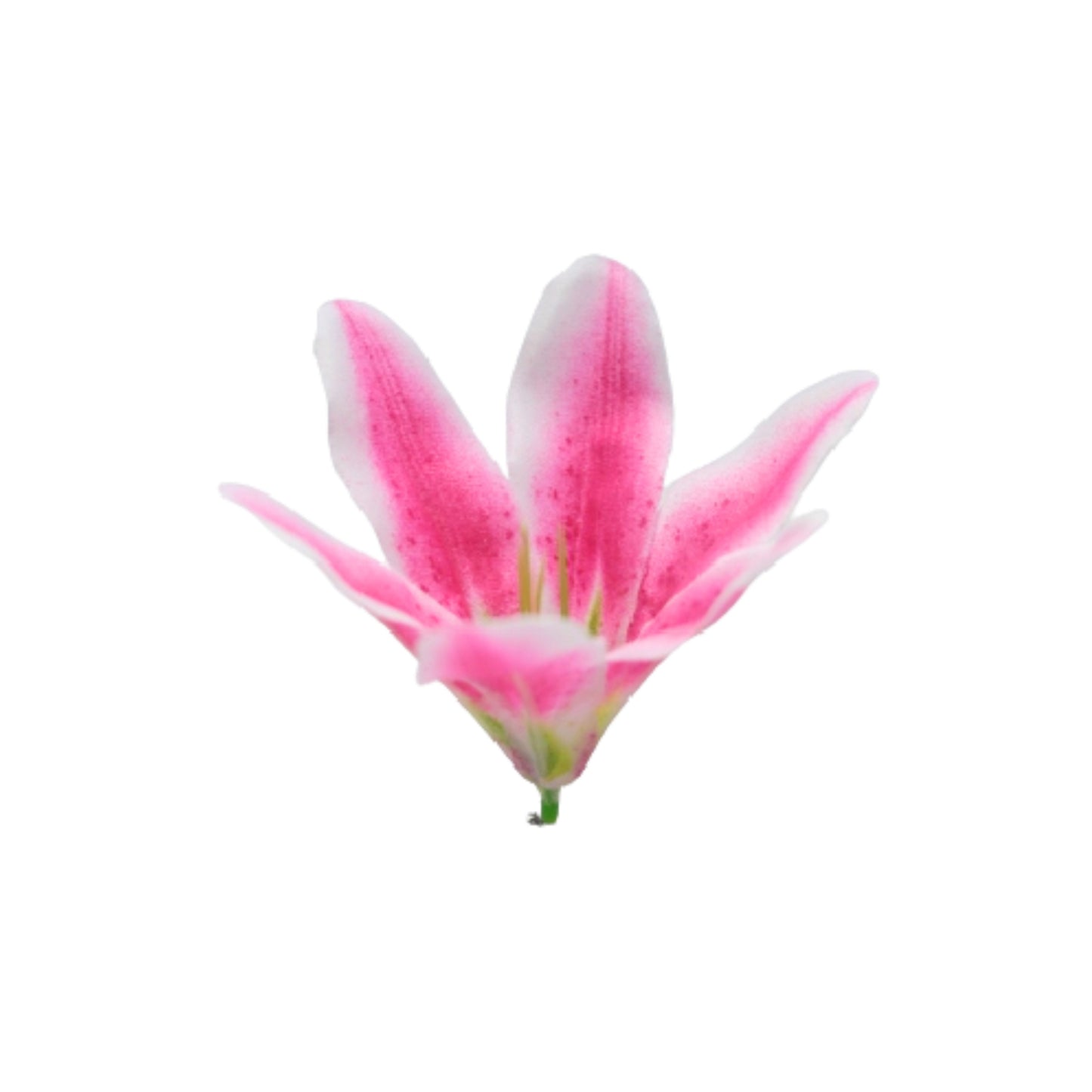 Magenta White Flr Lily Head ( Pack of 100)
