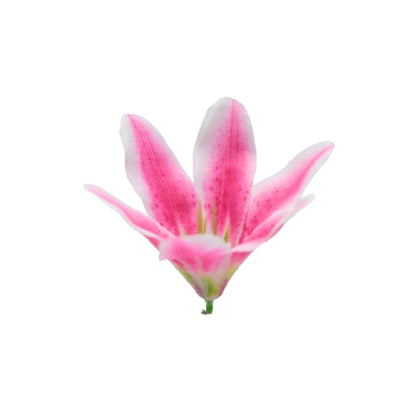 Magenta White Flr Lily Head ( Pack of 100)