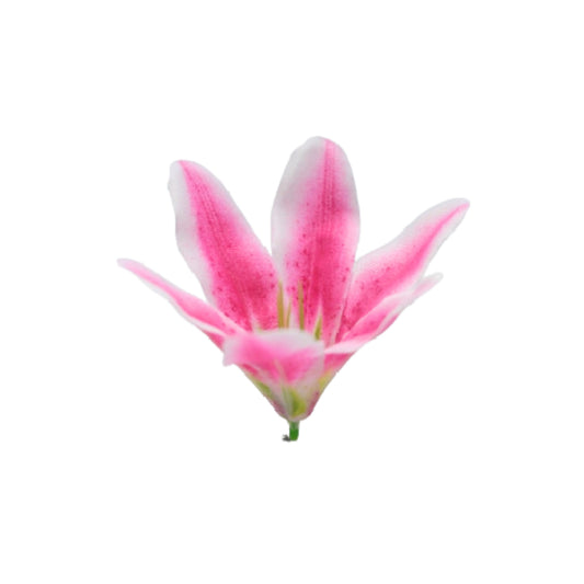Magenta White Flr Lily Head ( Pack of 100)