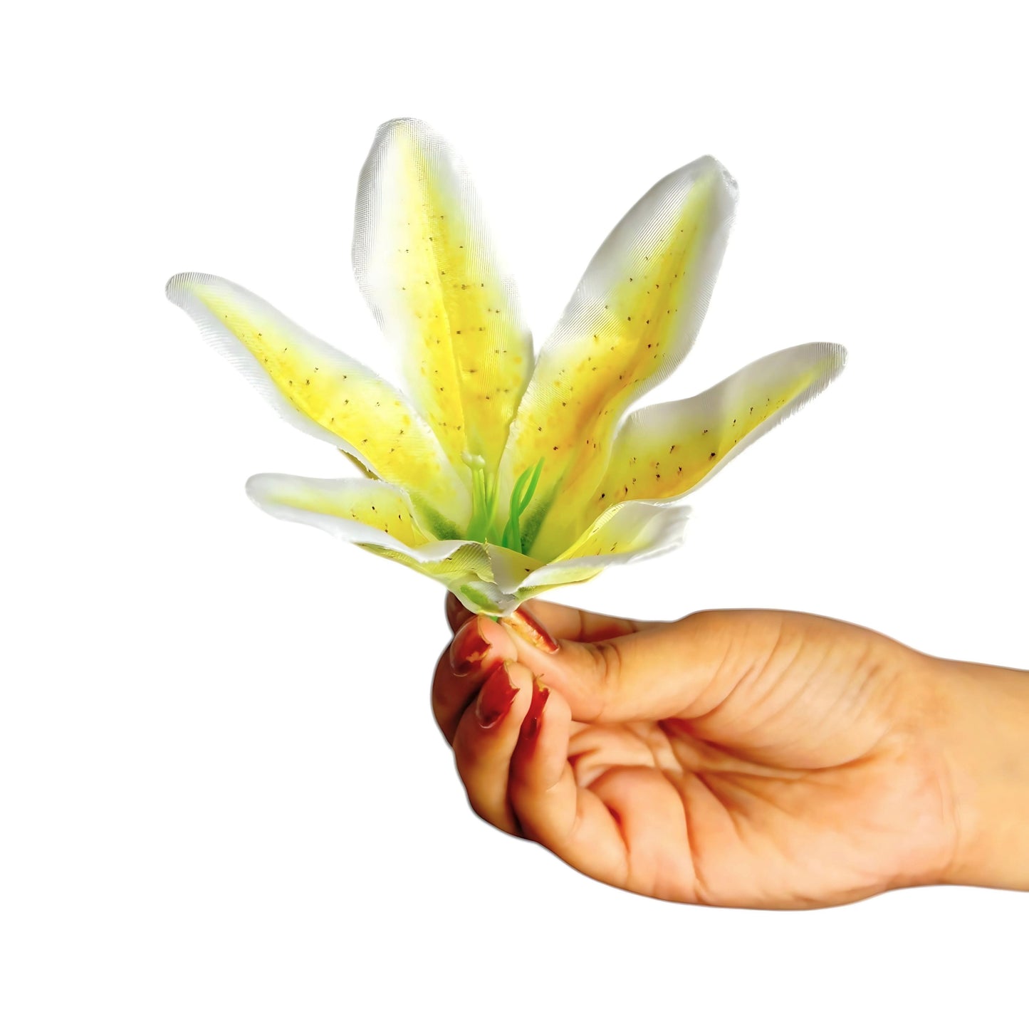 Yellow White Flr Lily Head ( Pack of 100)