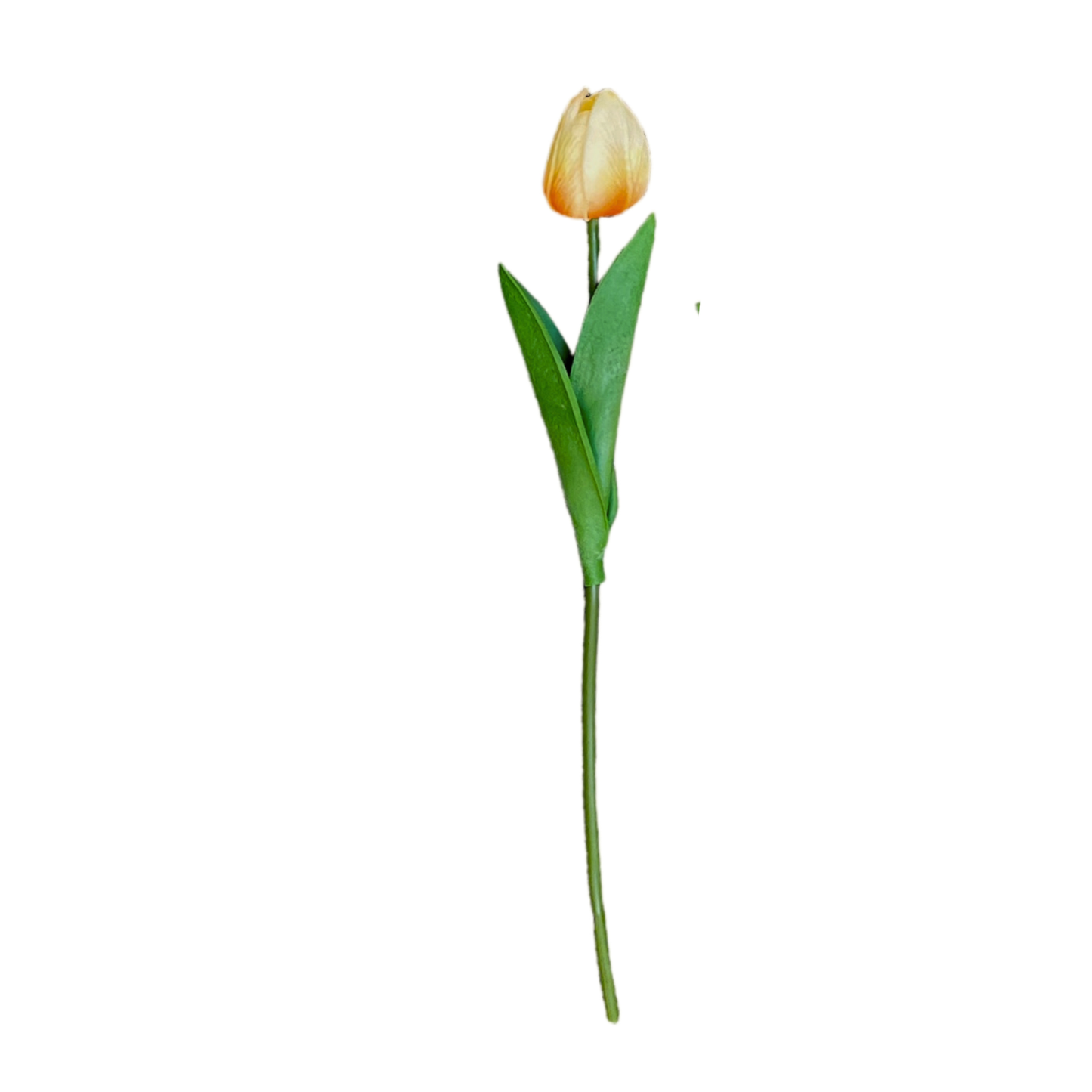 Tulip Stick 13" Orange Cream (Pack of 10)