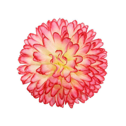 Magenta Cream Dahlia Big (Pack of 100)