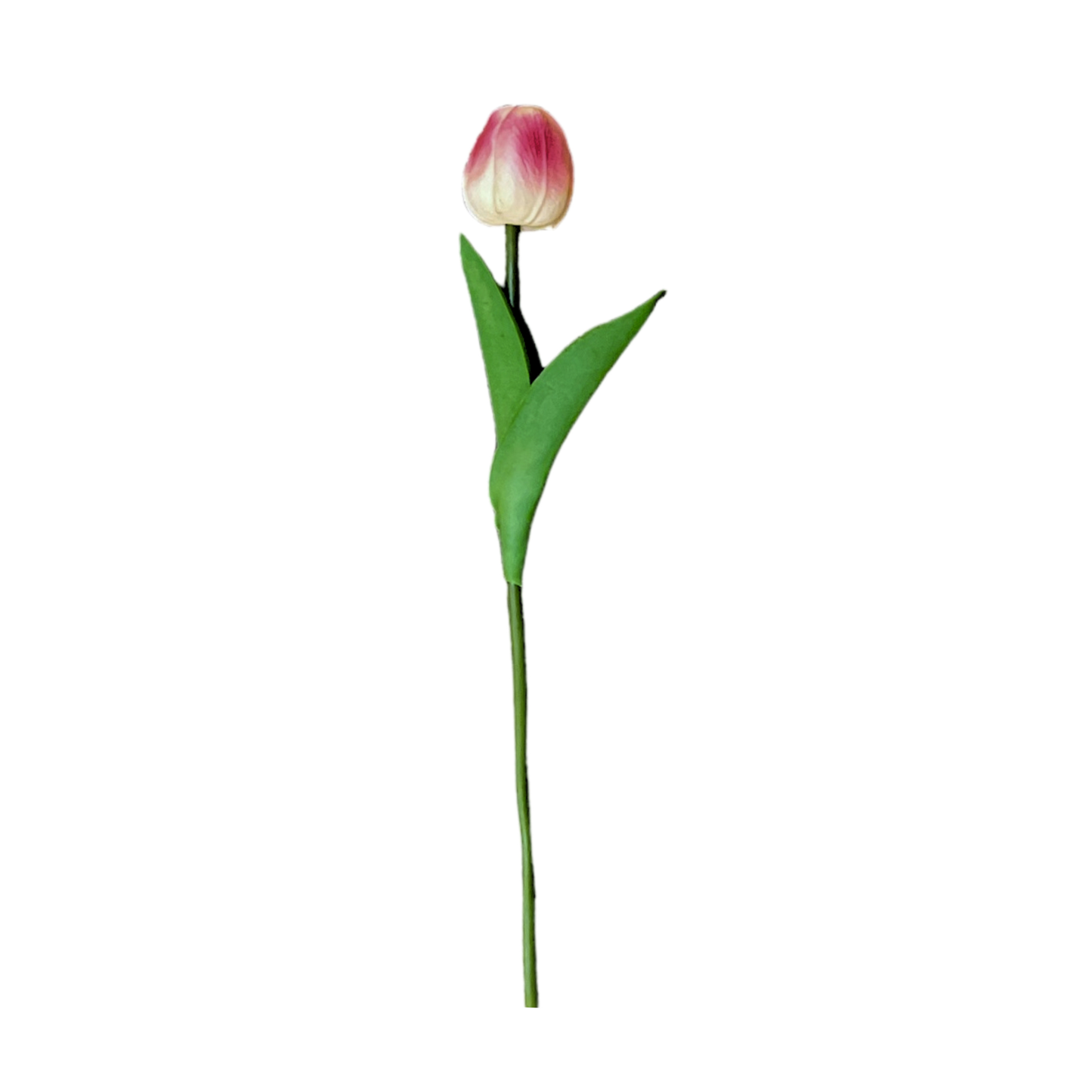 Tulip Stick 13" White Pink (Pack of 10)