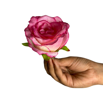 Magenta Green MR7 Rose (Pack of 100)