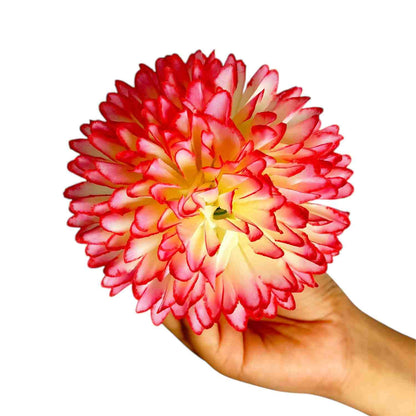 Magenta Cream Dahlia Big (Pack of 100)