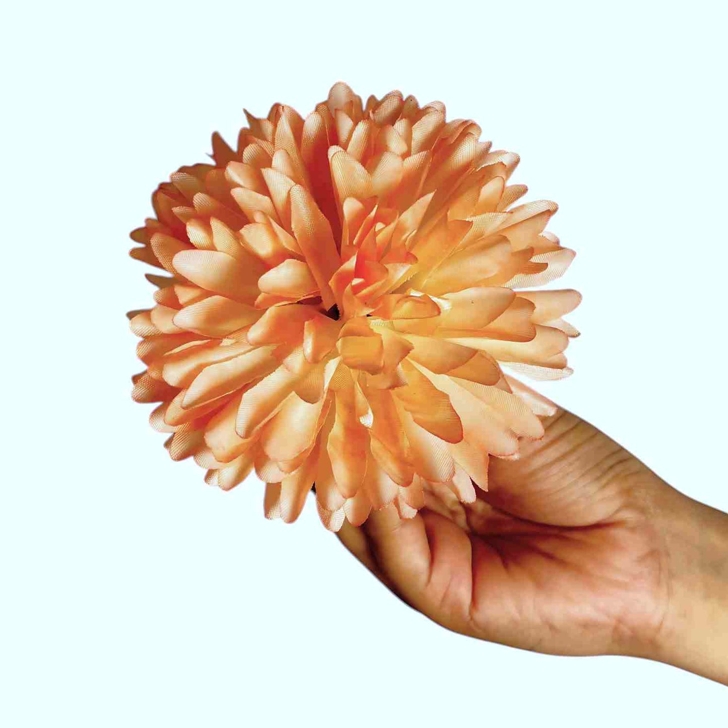 Peach White Dahlia Big (Pack of 100)