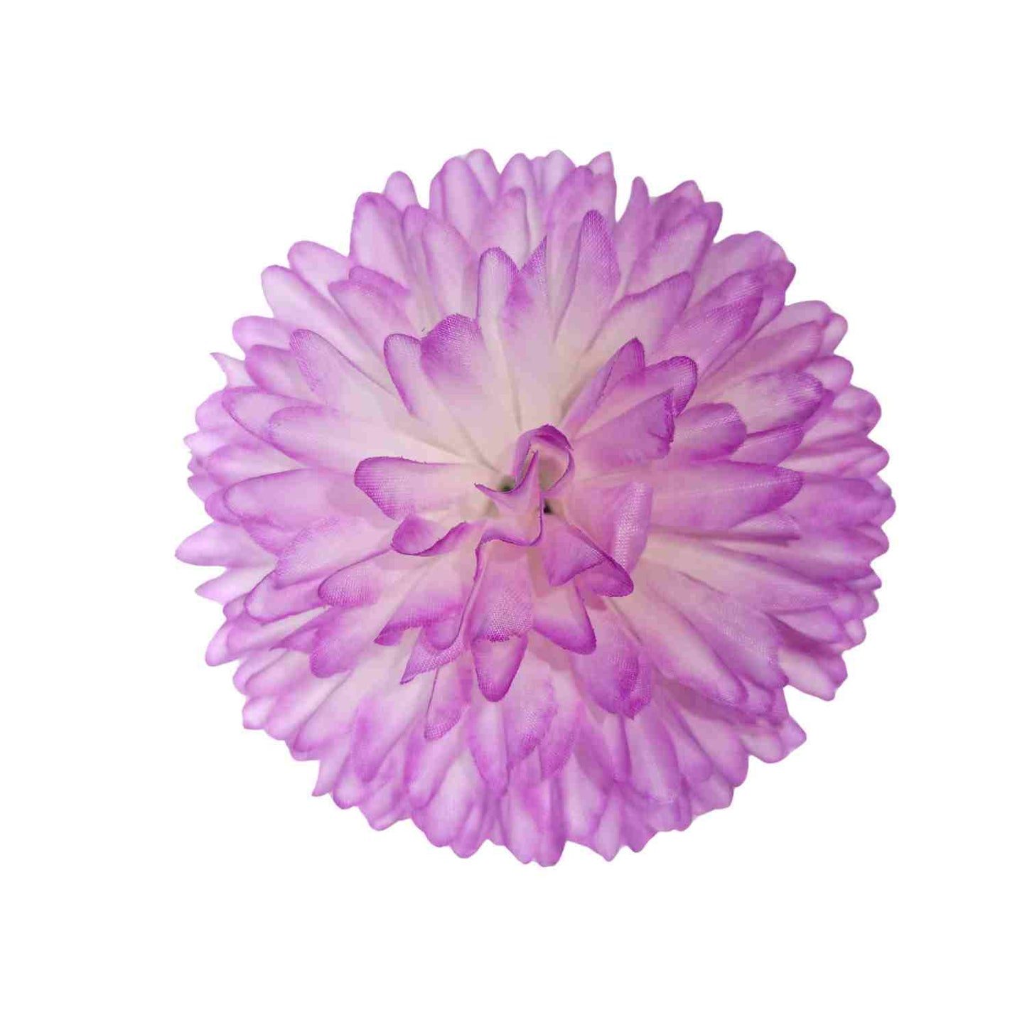 Purple white Dahlia Big (Pack of 100)