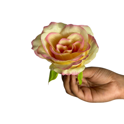 Pale Yellow Rani MR7 Rose (Pack of 100)