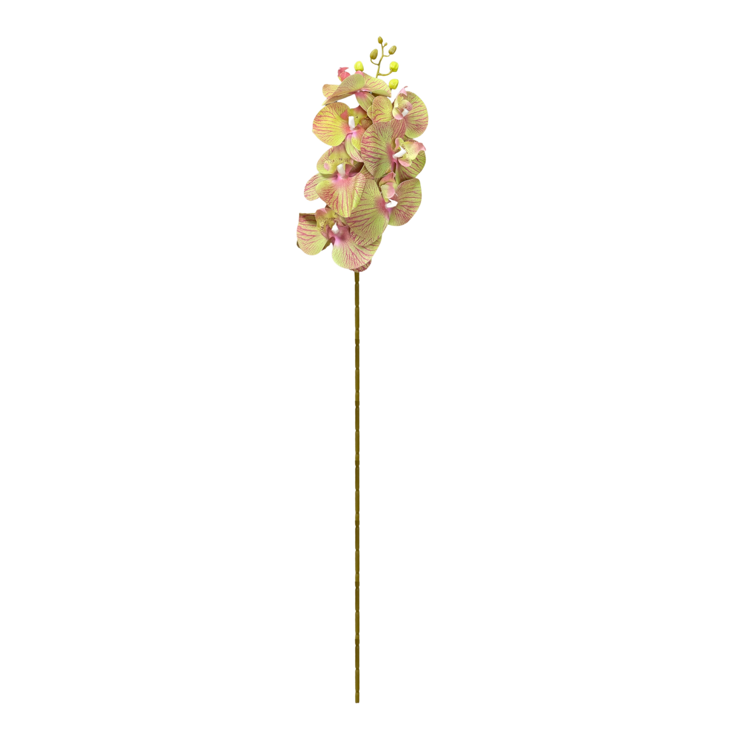 Cymbidium Stick 30" Light Green Pink (Pack of 10)