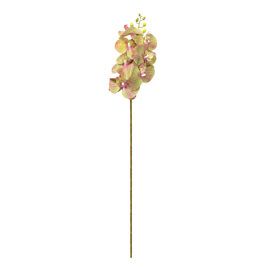 Cymbidium Stick 30" Light Green Pink (Pack of 10)