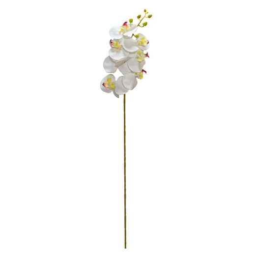 Cymbidium Stick 30" White (Pack of 10)