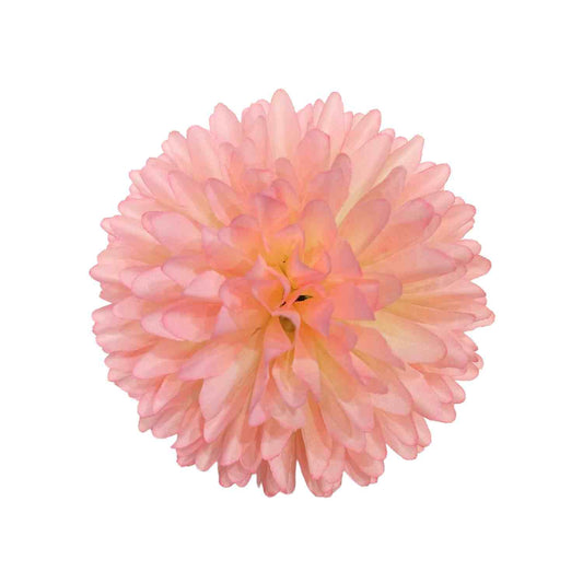 Pink White Dahlia Big (Pack of 100)