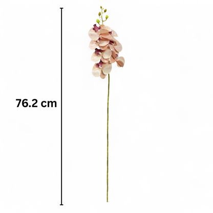 Cymbidium Stick 30" Peach (Pack of 10)