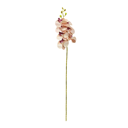 Cymbidium Stick 30" Peach (Pack of 10)