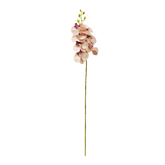 Cymbidium Stick 30" Peach (Pack of 10)