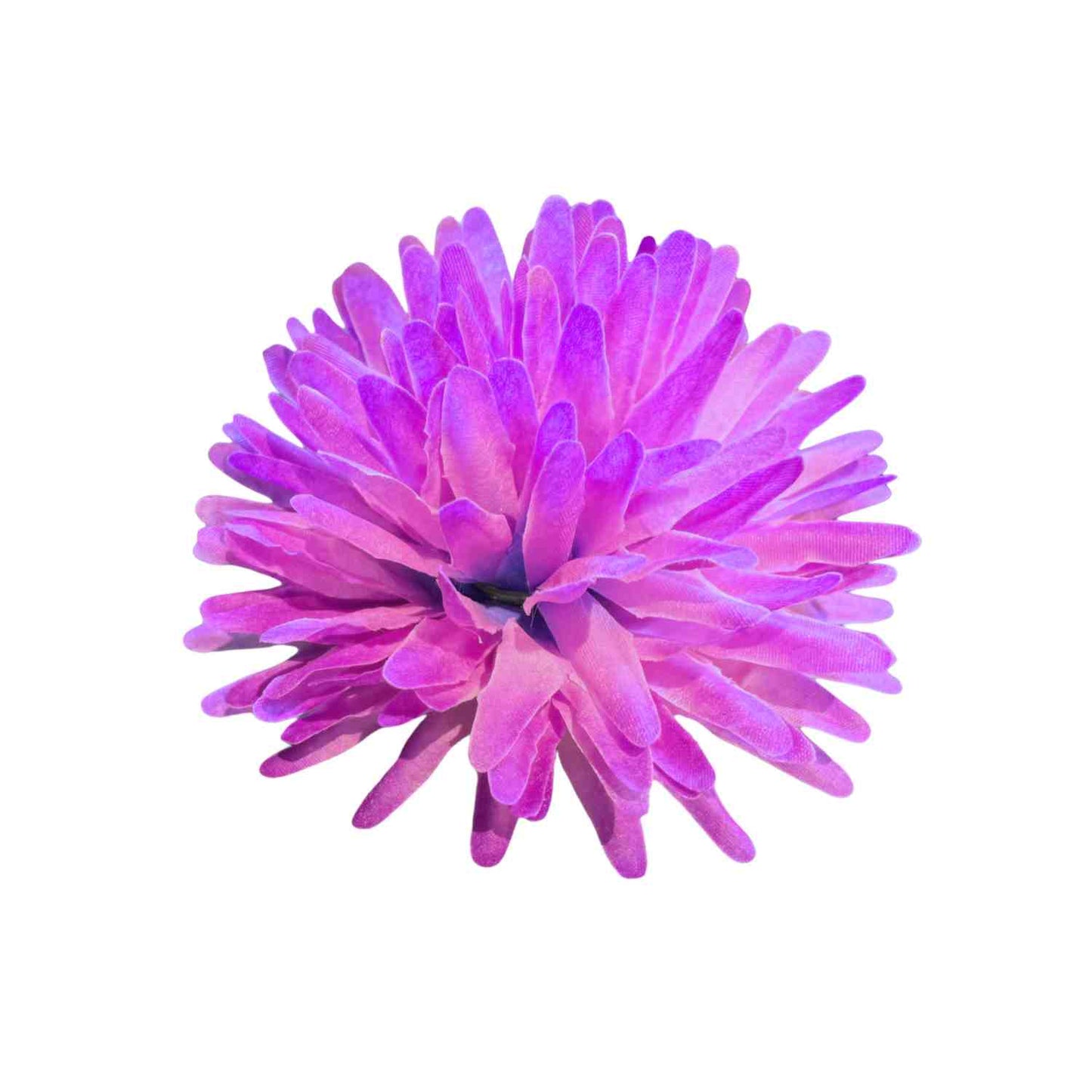 Dark Purple Dahlia (Pack of 100)
