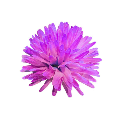 Dark Purple Dahlia (Pack of 100)