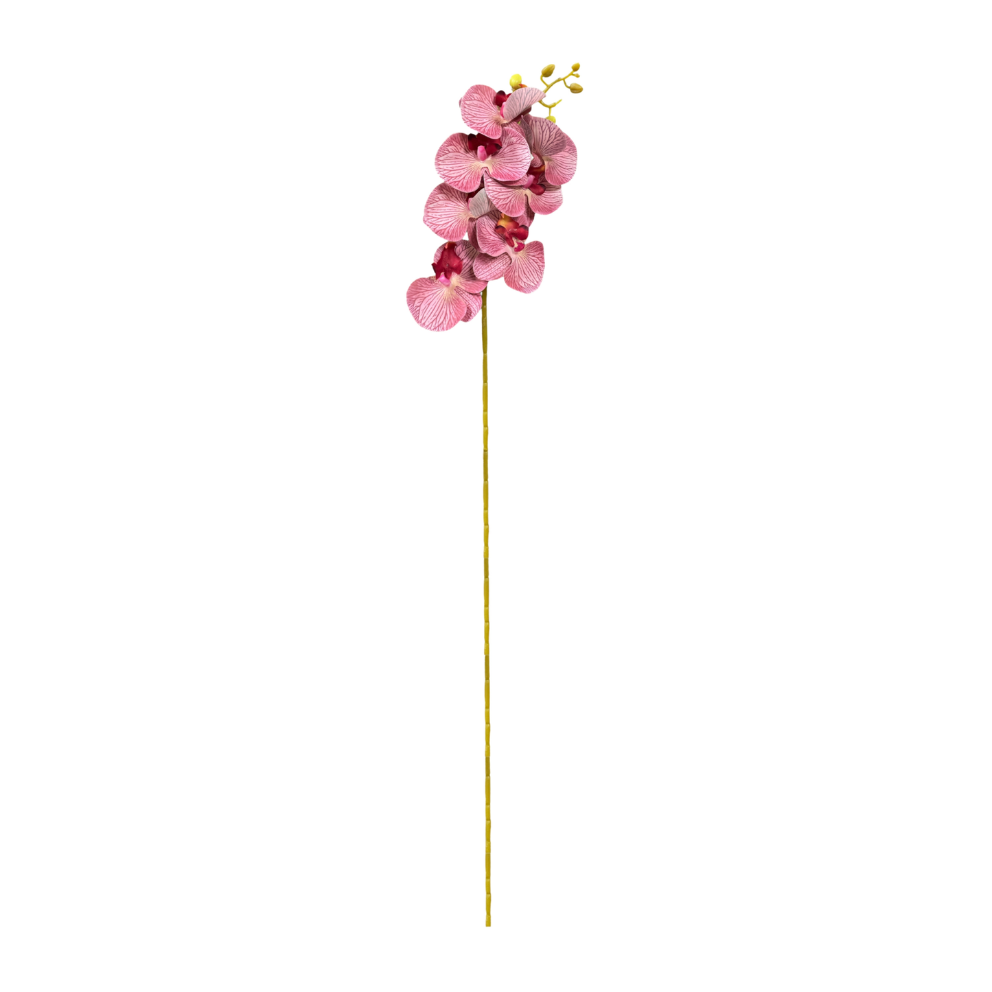 Cymbidium Stick 30" Onion Pink (Pack of 10)