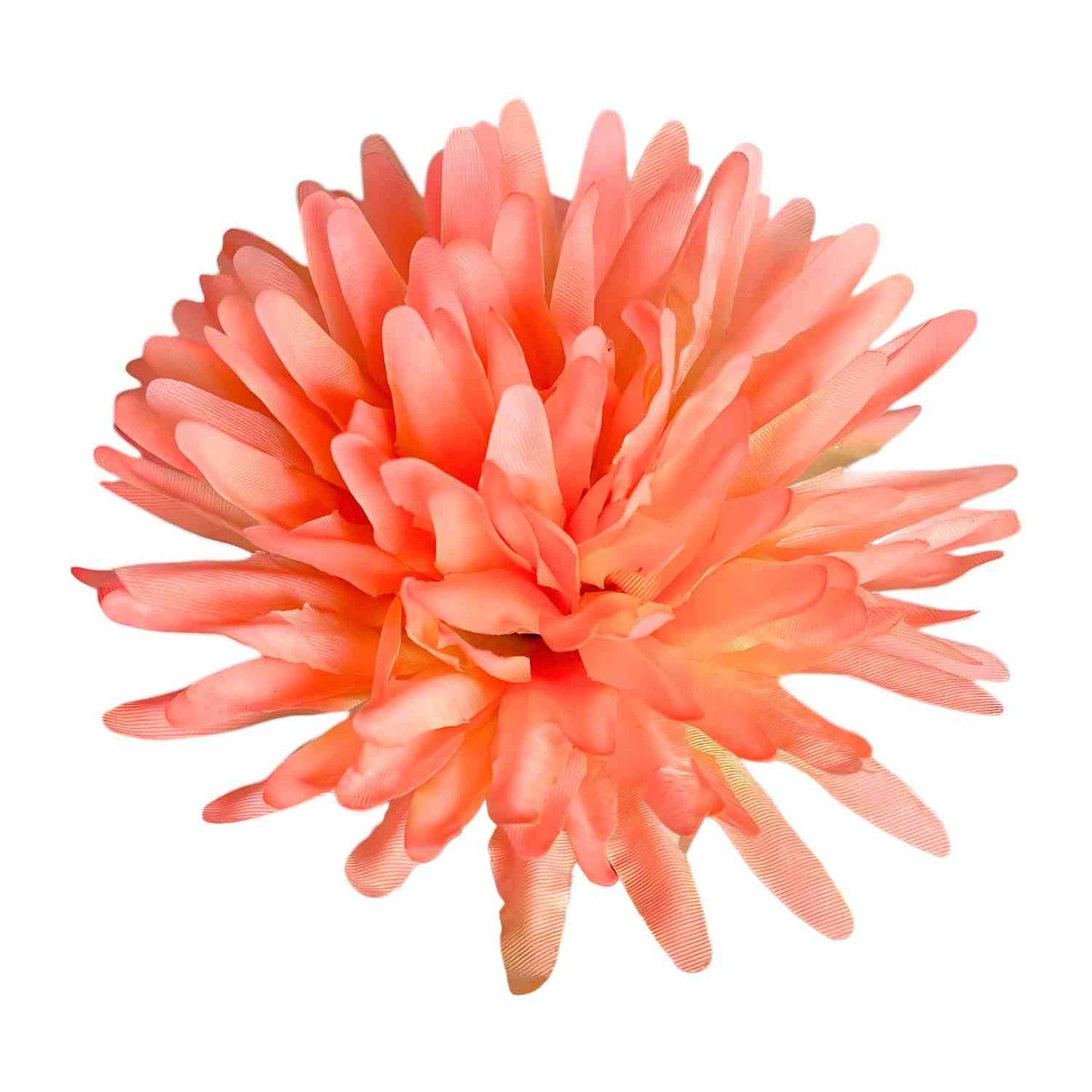 Peach Yellow Dahlia (Pack of 100)