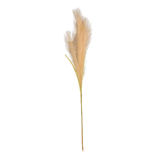 Pampas Grass Bunch 20 Stick 46.5" Peach (Pack of 10)