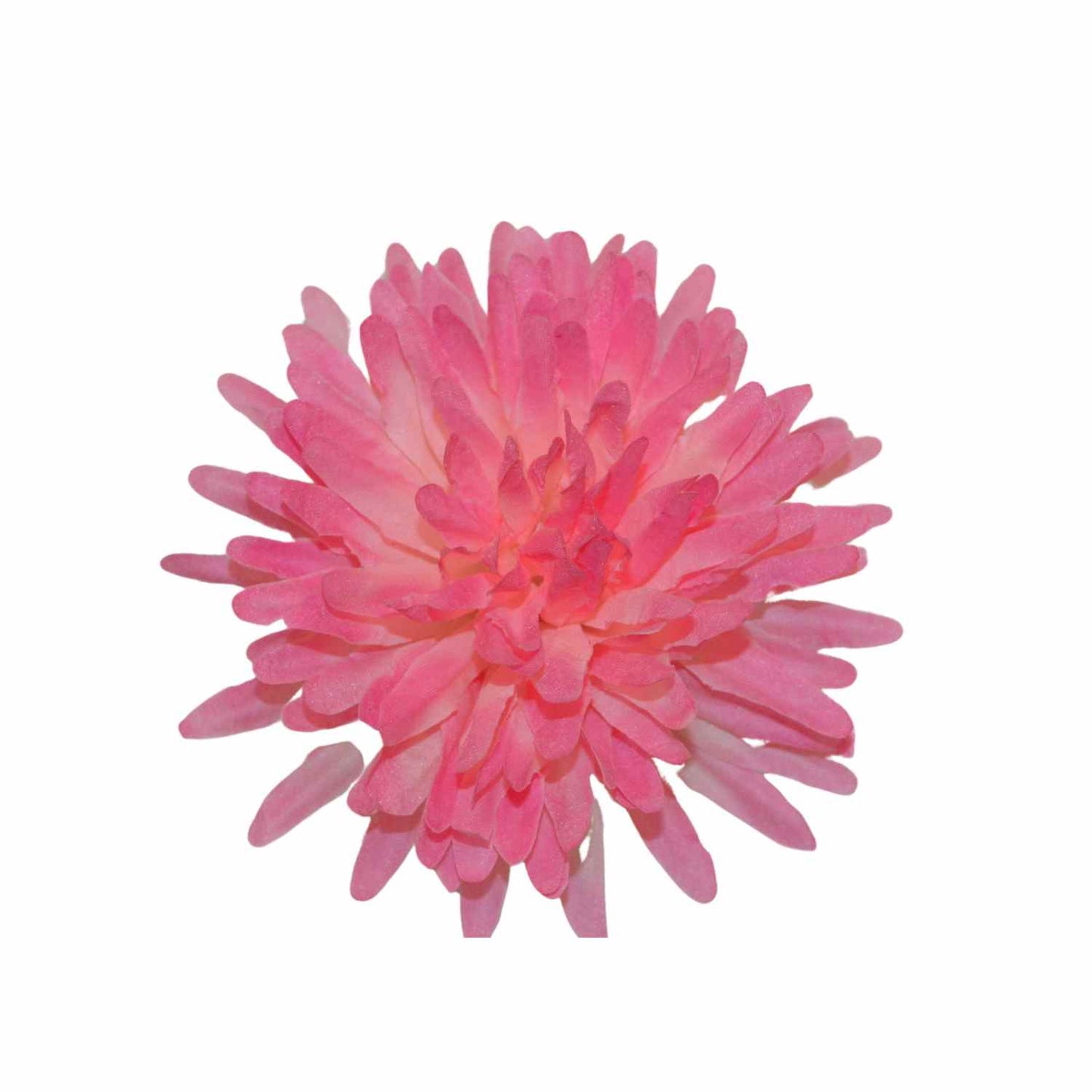 Pink White Dahlia (Pack of 100)