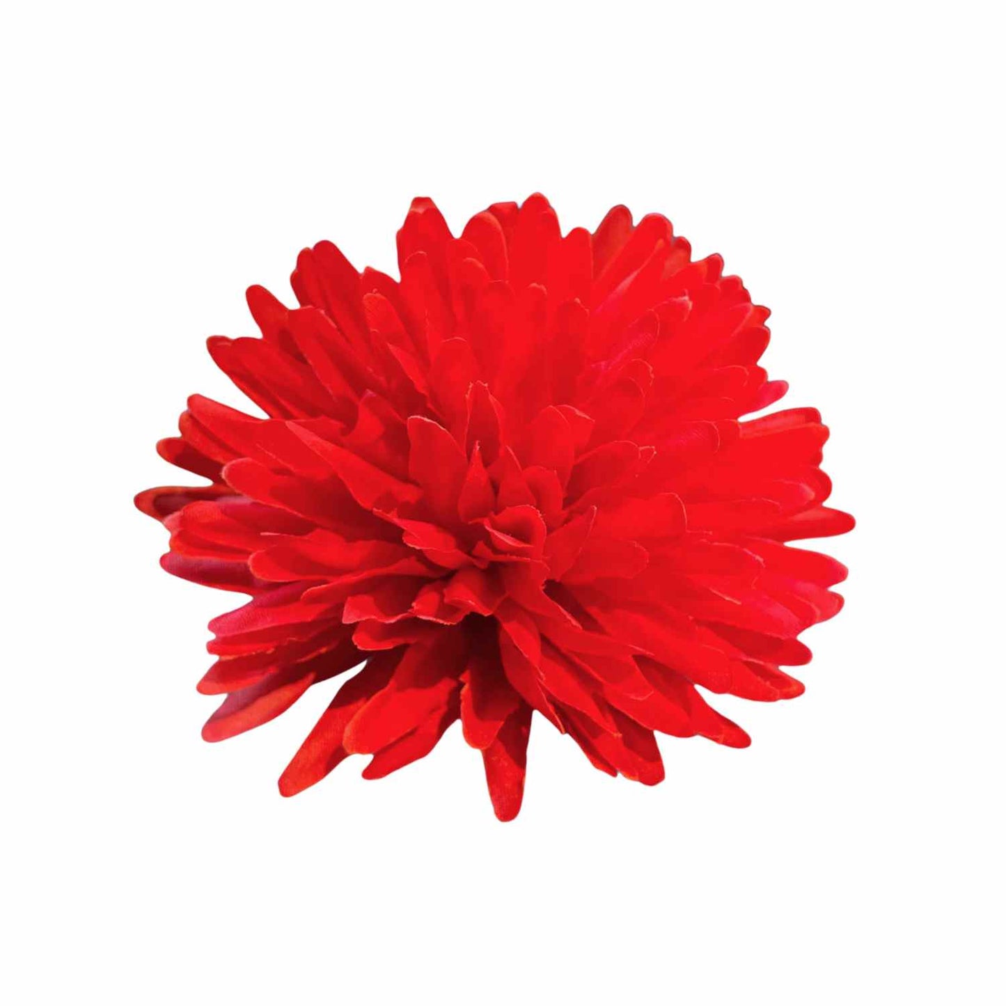 Red Dahlia (Pack of 100)