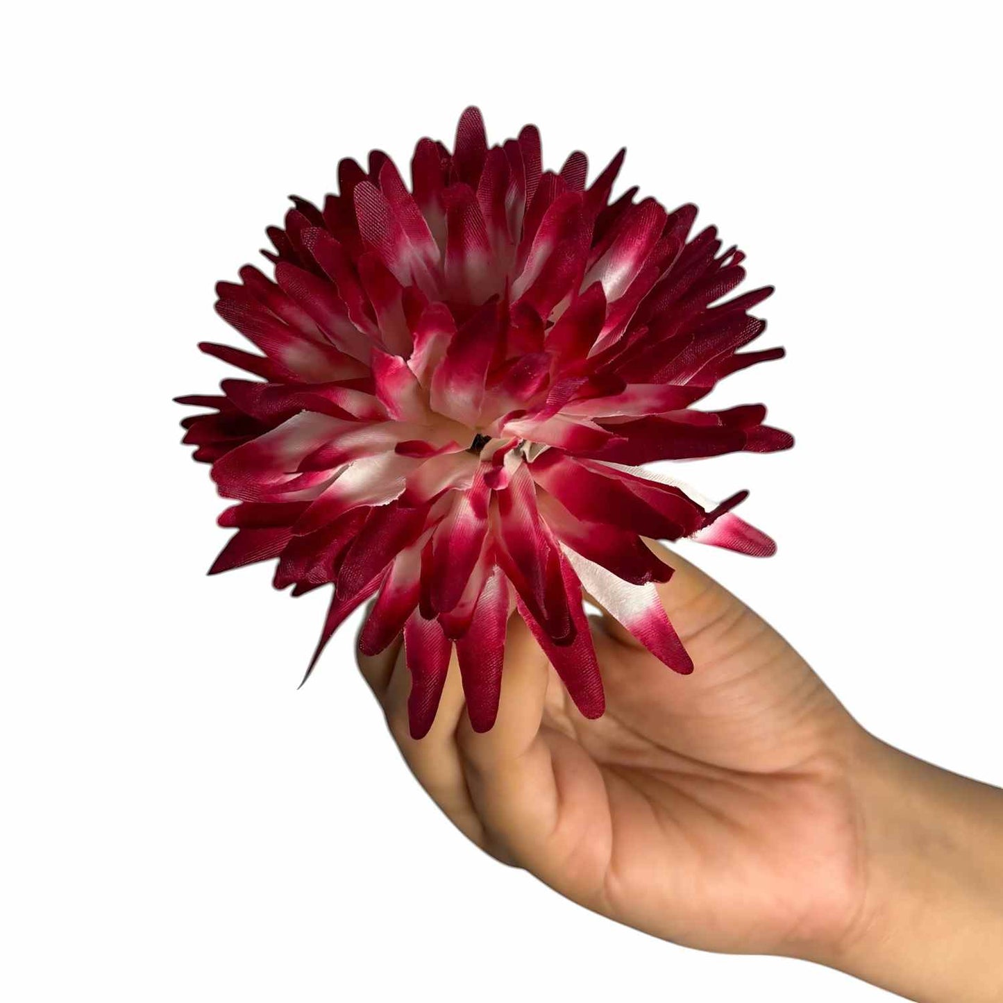 Mehroon White Dahlia (Pack of 100)
