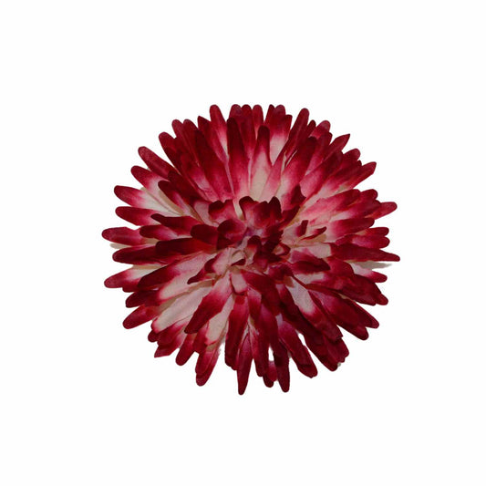 Mehroon White Dahlia (Pack of 100)