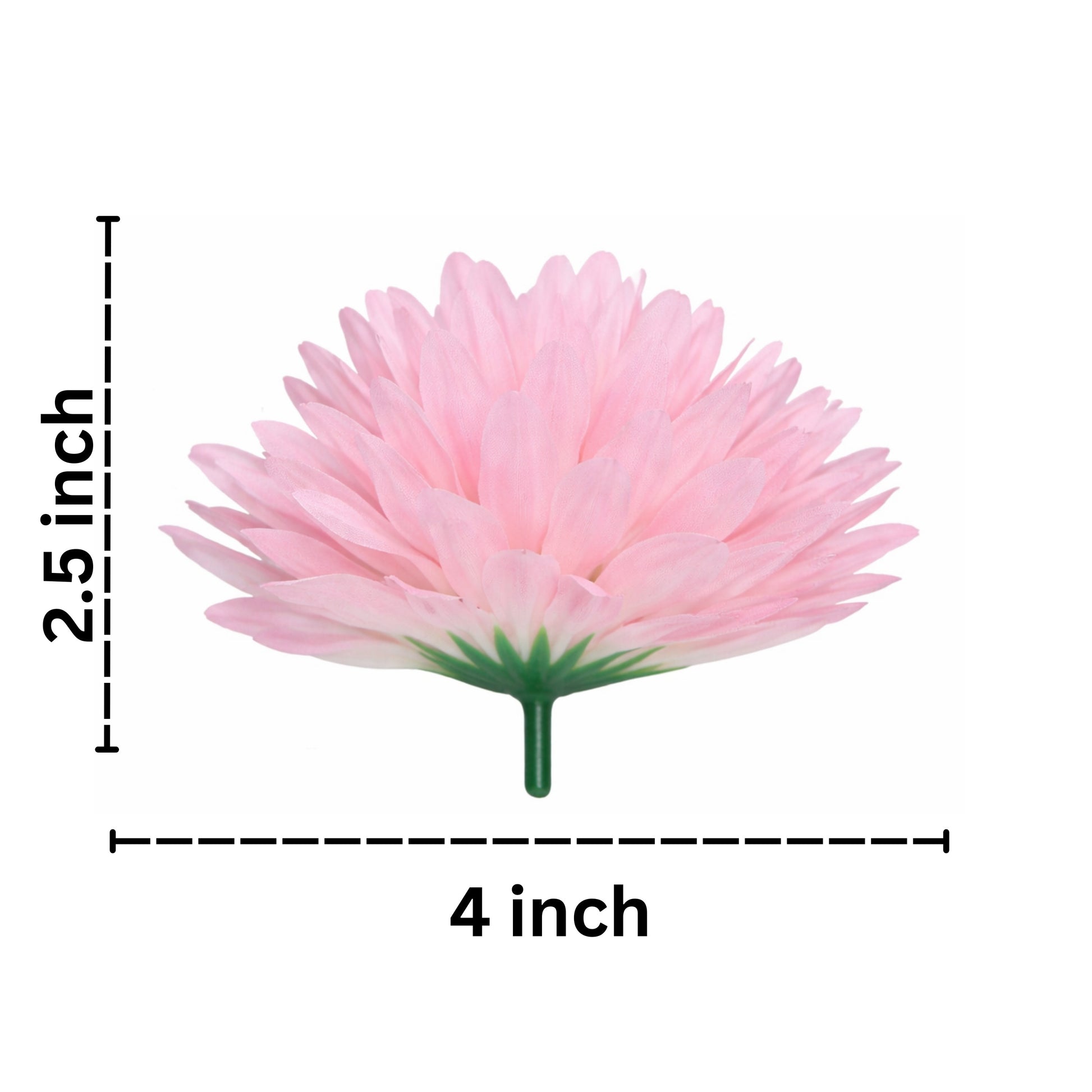 Pink flower with measurements on a white background