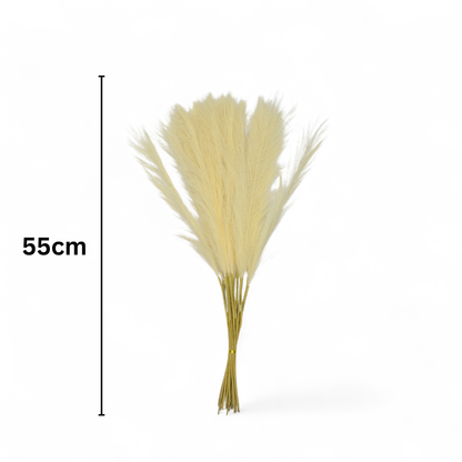Pampas Grass Single Stick 21" Cream (Pack of 10)