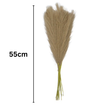 Pampas Grass Single Stick 21" Brown (Pack of 10)