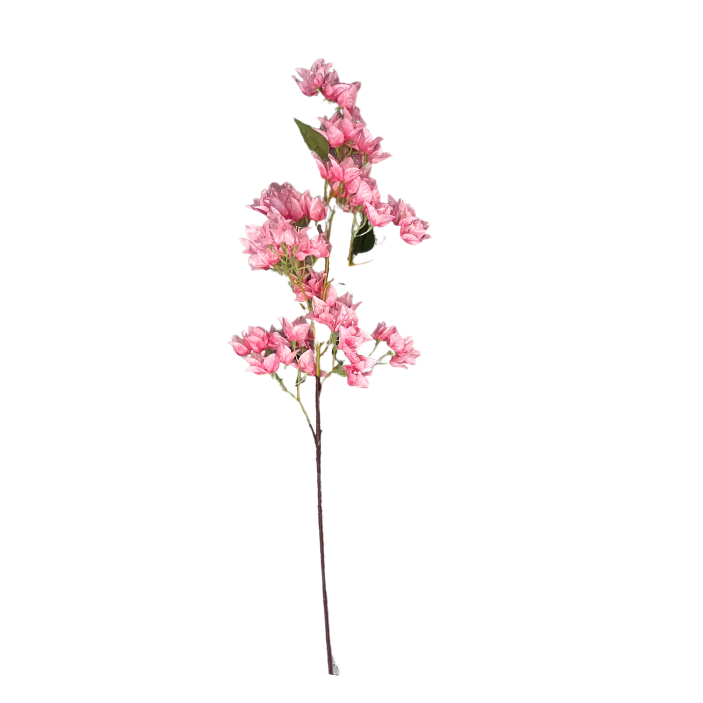Bougainvillea Stick 4 Stem Pink (Pack of 10)