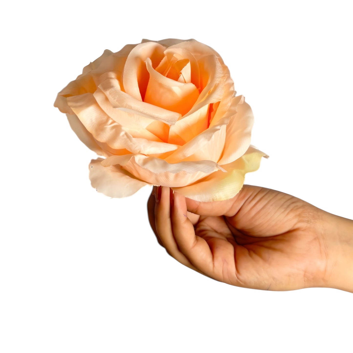 Light Peach MR16 ( Pack of 50)