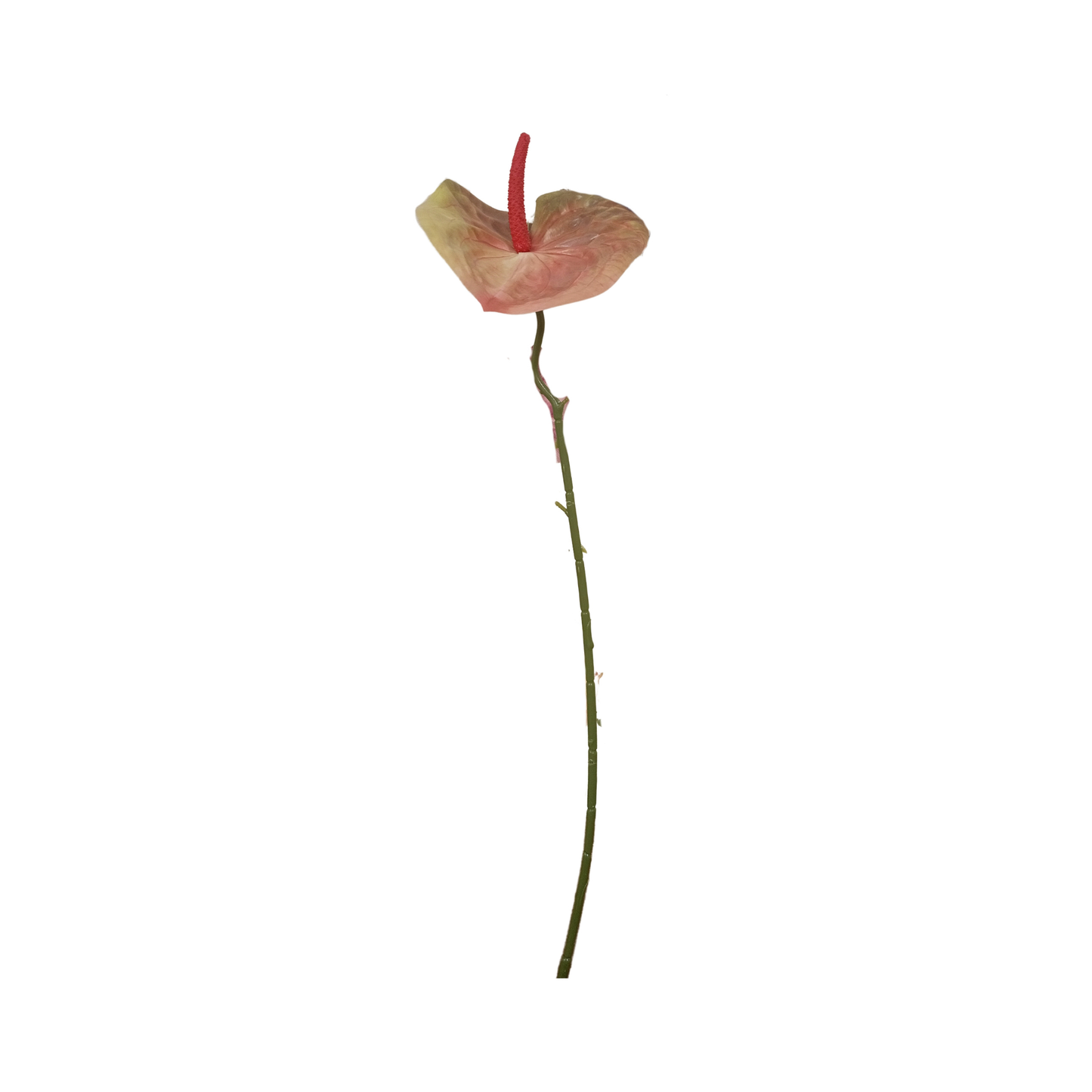 Anthurium Stick 17.5" - Light Red Green (Pack of 10)