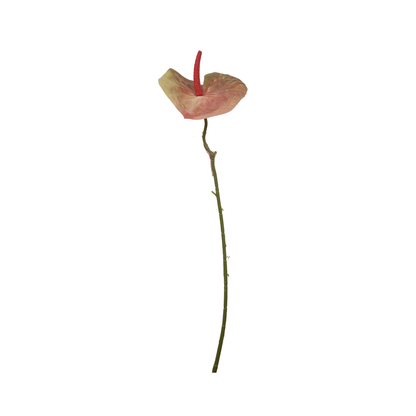 Anthurium Stick 17.5" - Light Red Green (Pack of 10)