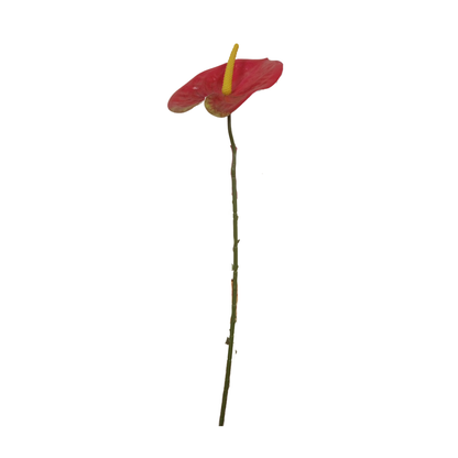 Anthurium Stick 17.5" - Red (Pack of 10)