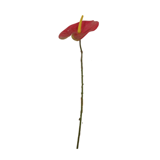 Anthurium Stick 17.5" - Red (Pack of 10)