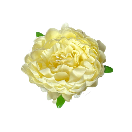 Cream Coral Peony (Pack of 50)