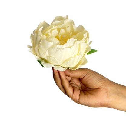 Cream Coral Peony (Pack of 50)