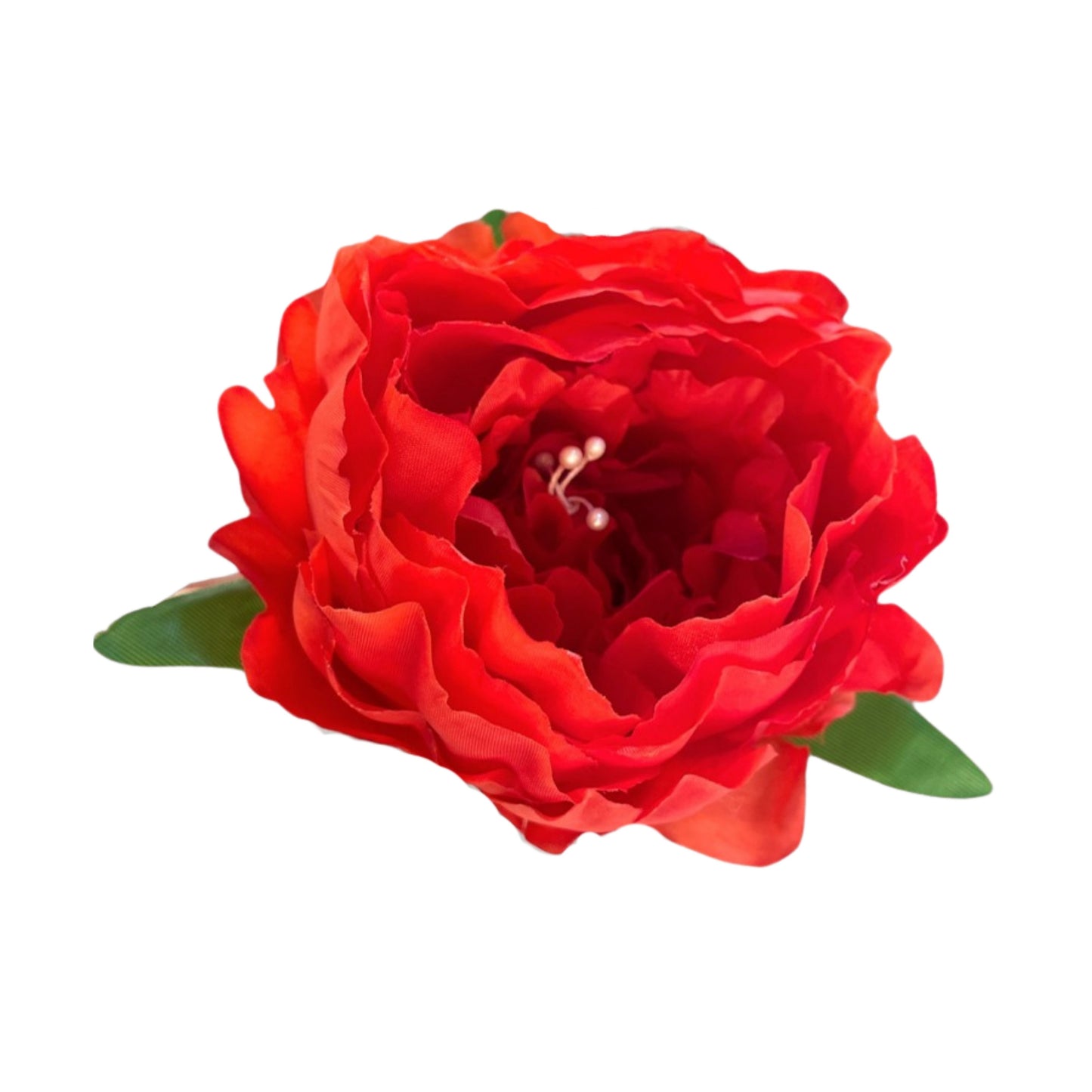 Dark Red Coral Peony (Pack of 50)