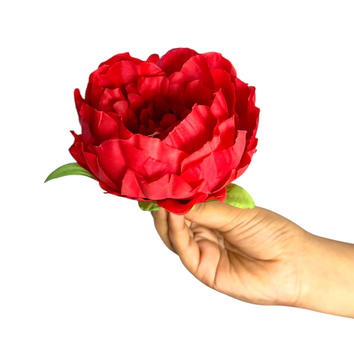 Dark Red Coral Peony (Pack of 50)