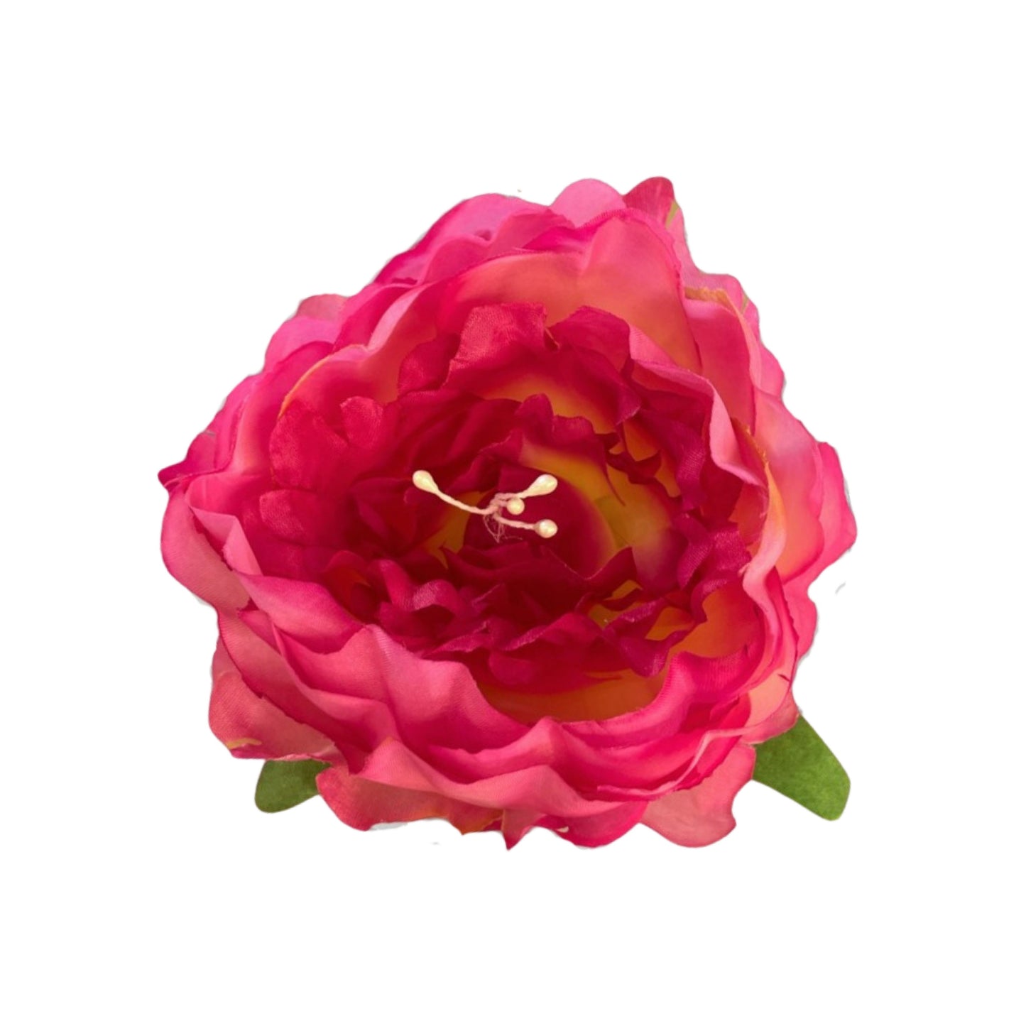 D/S Magenta Coral Peony (Pack of 50)