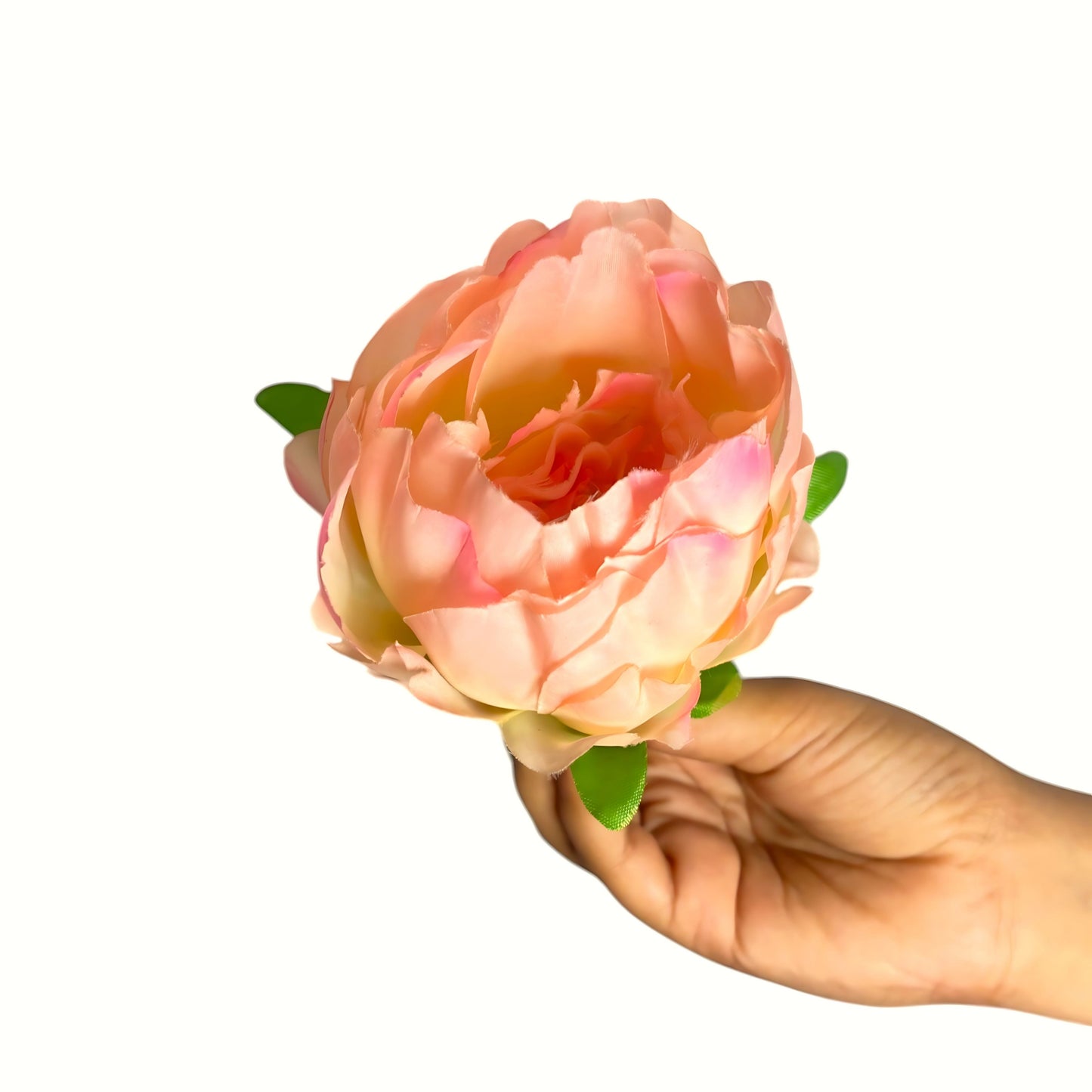 Light Peach Coral Peony (Pack of 50)
