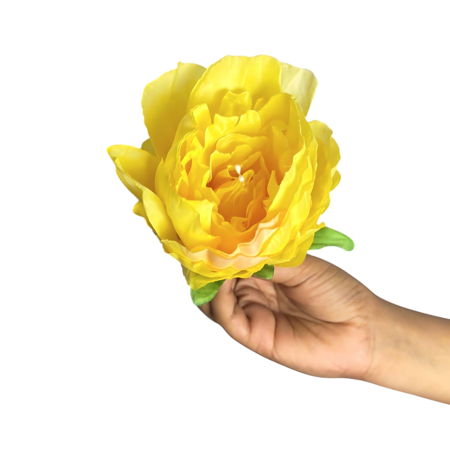 Yellow Coral Peony (Pack of 50)