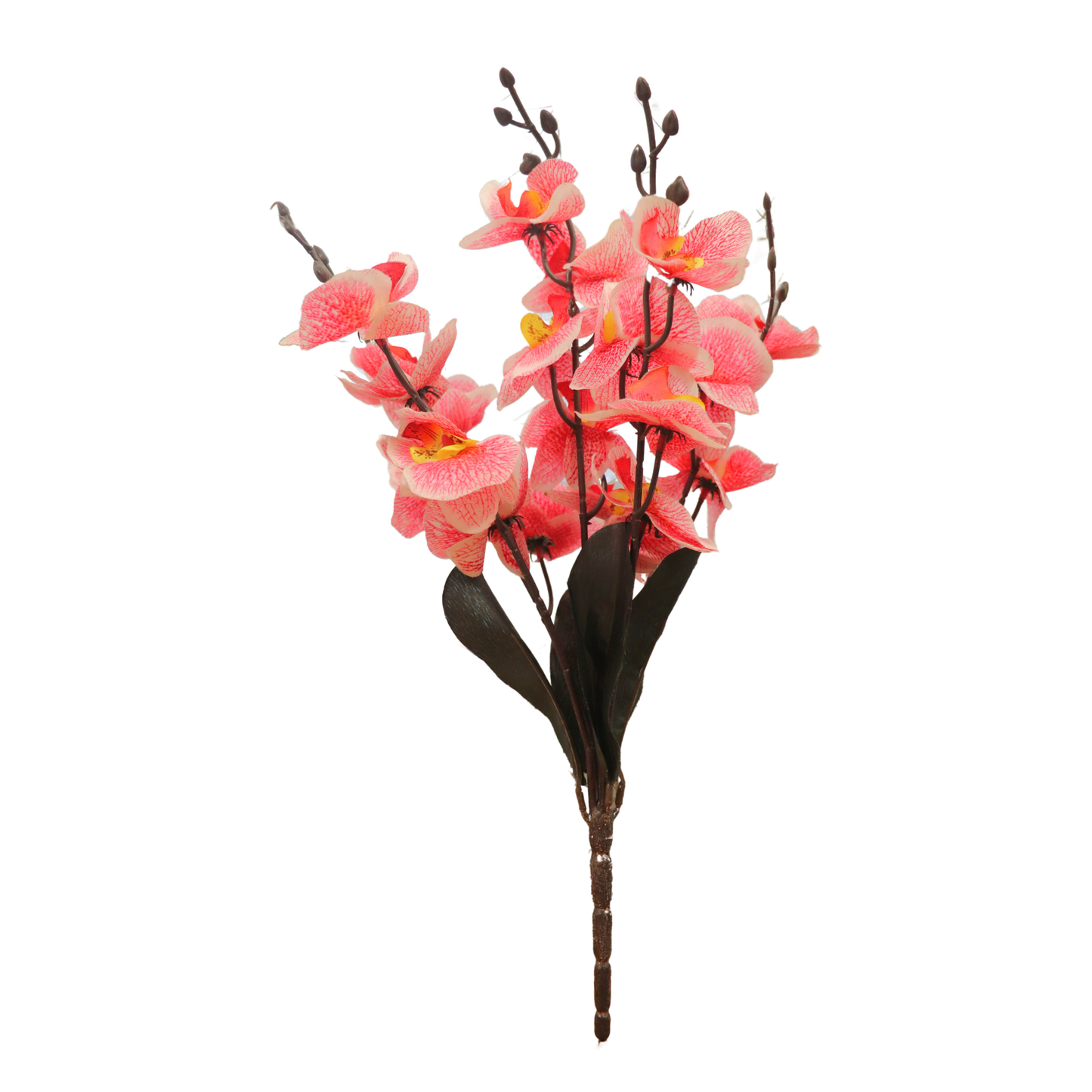 Cymbidium Bunch 17" Pink Red (Pack of 5)