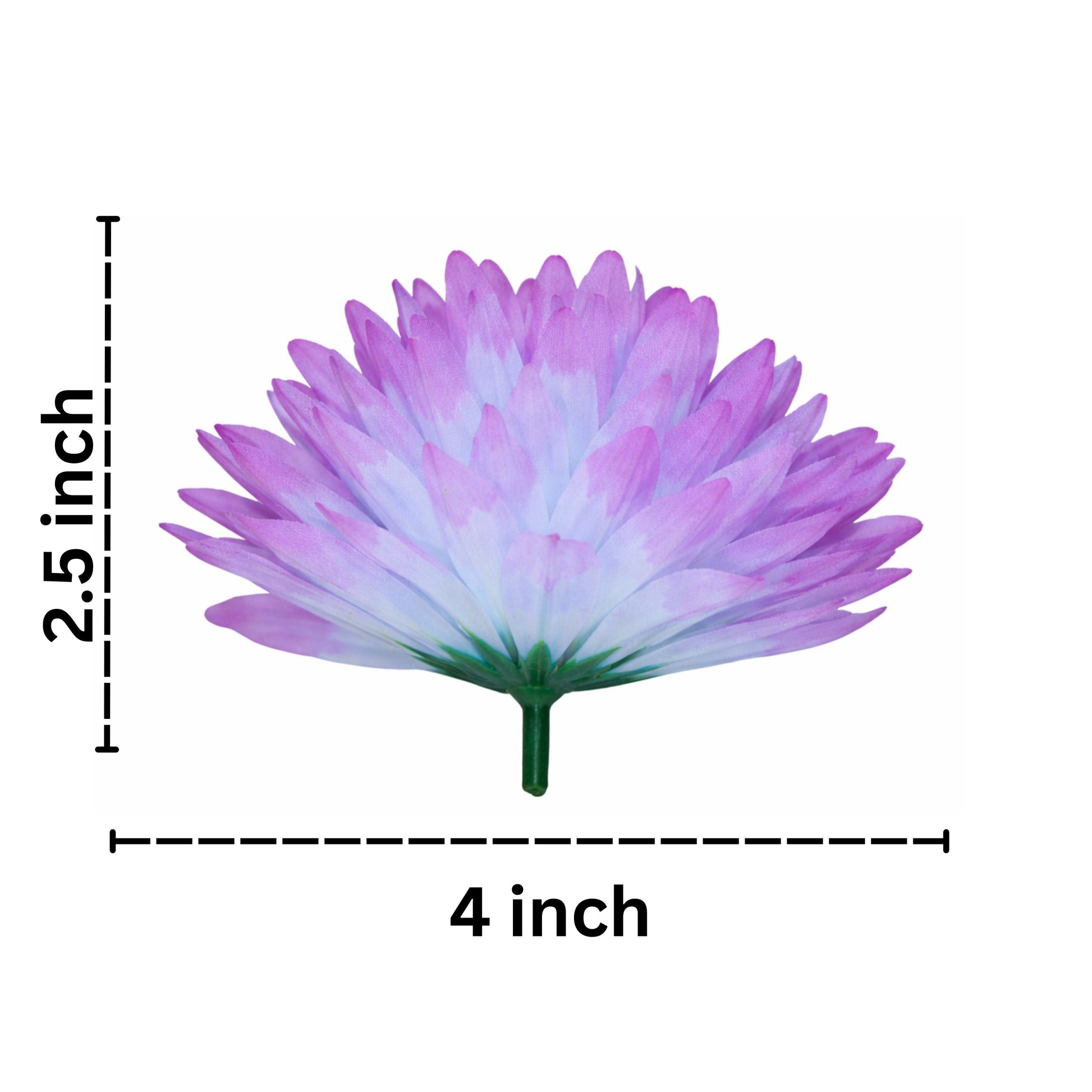 Purple and white flower with measurements on a white background