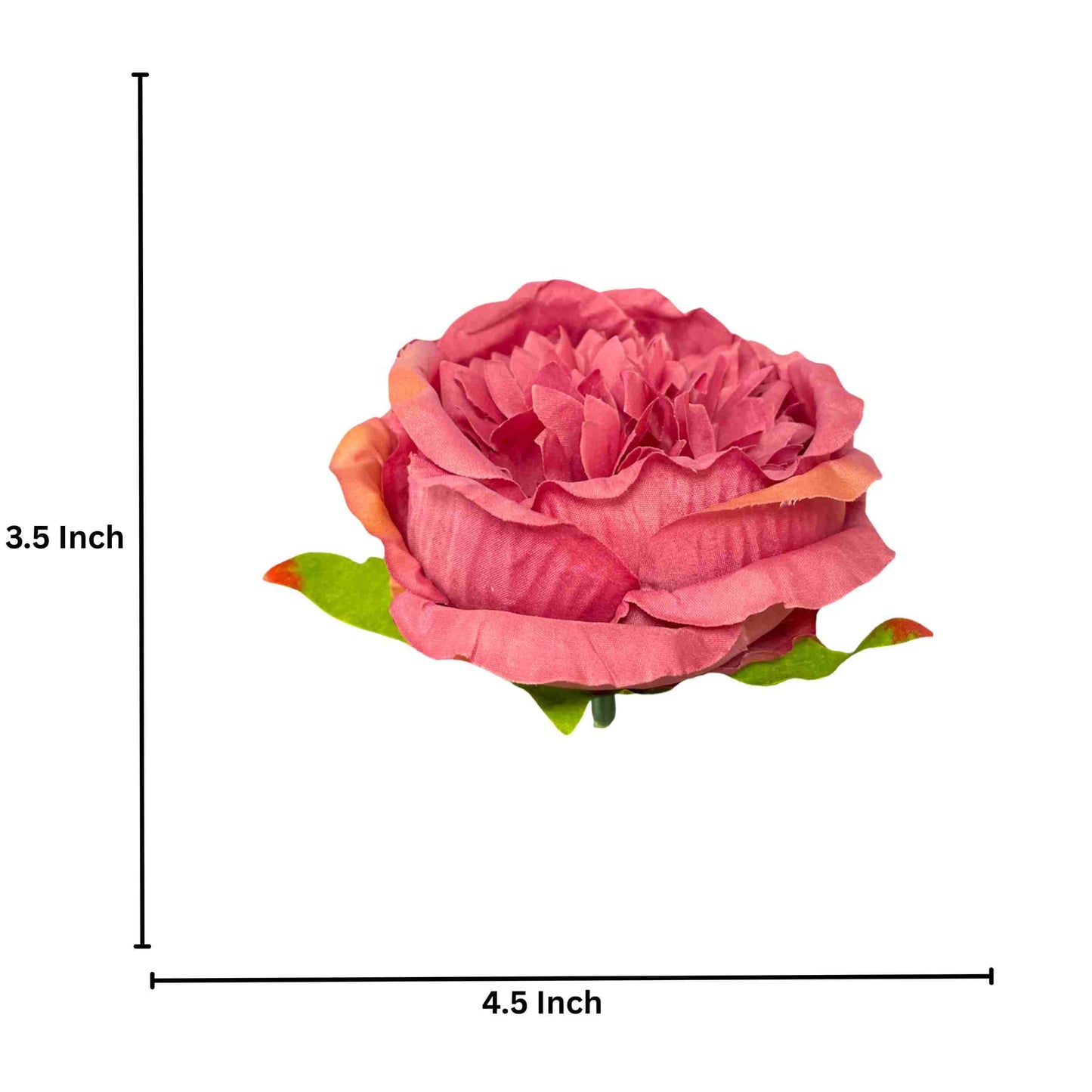 Dark Gajri Diamond Peony (Pack of 50)