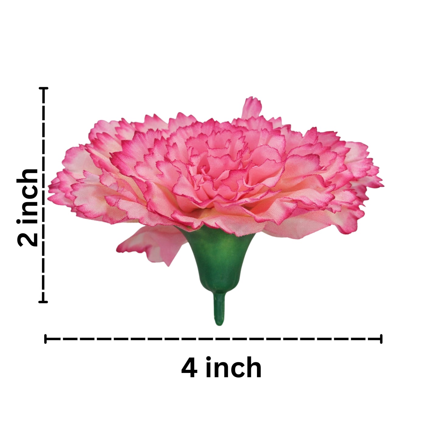 Baby pink white Big Carnation (Pack of 200)